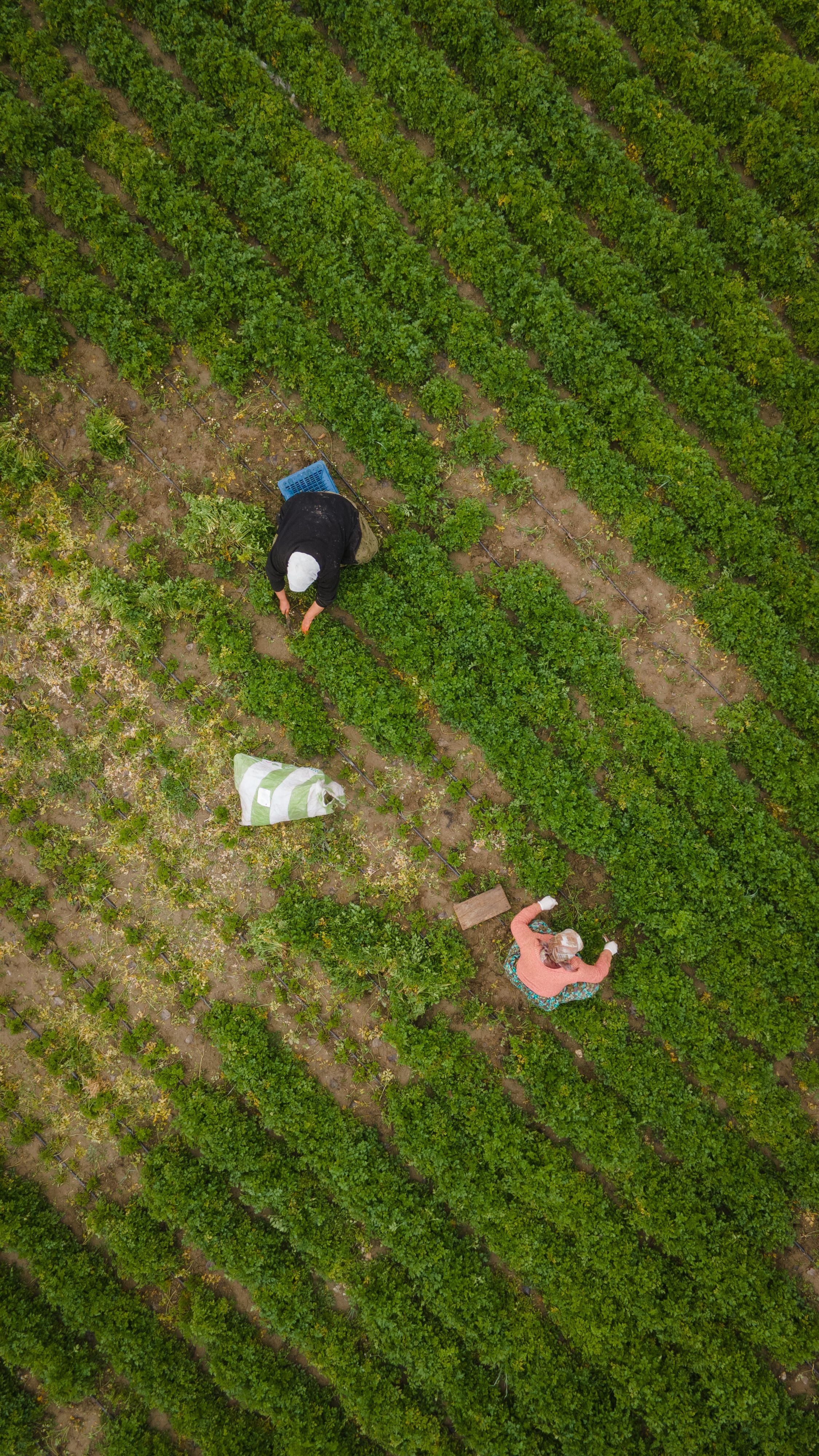 Seaweed-Based Agricultural Solutions