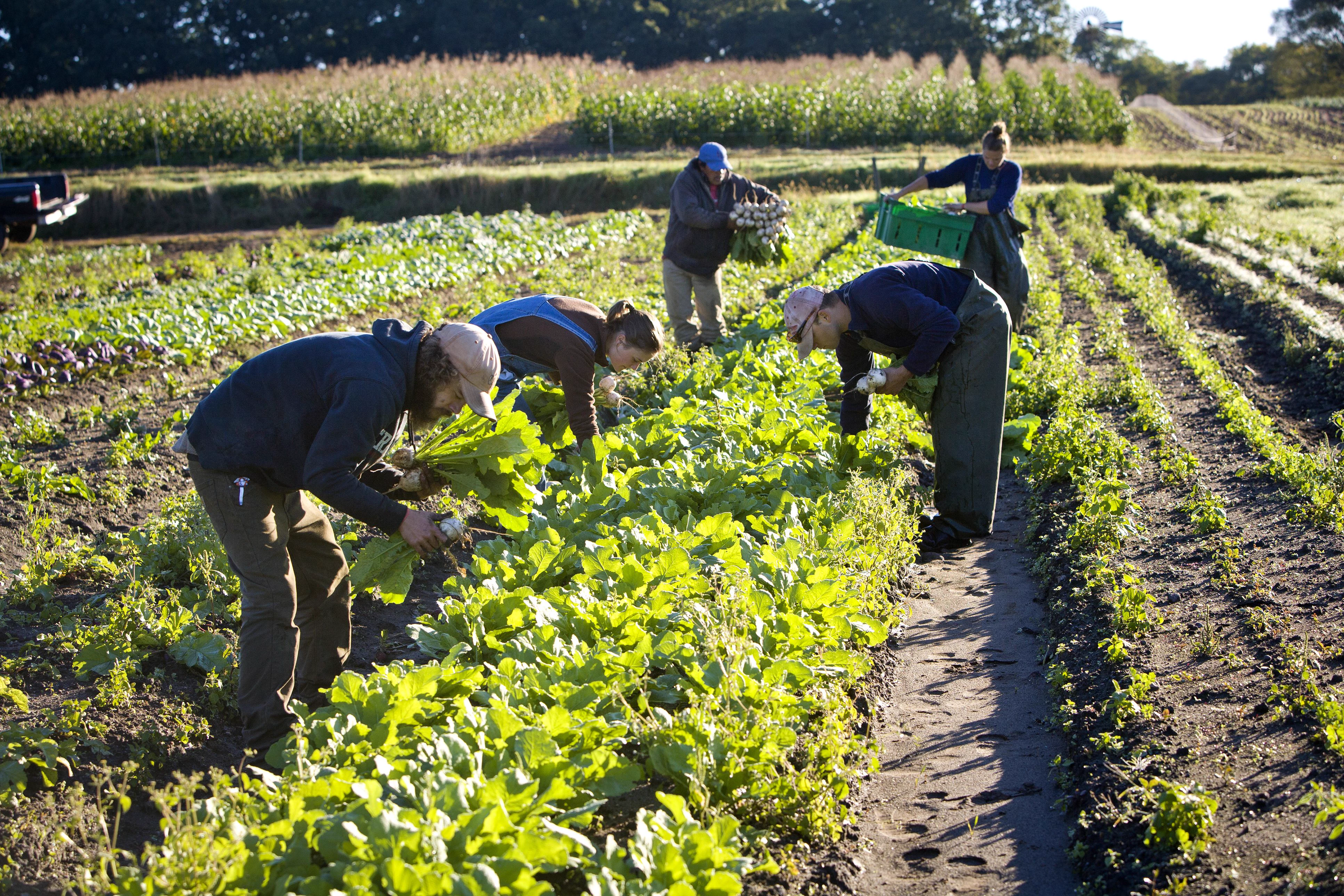 Agricultural crops and sustainable farming