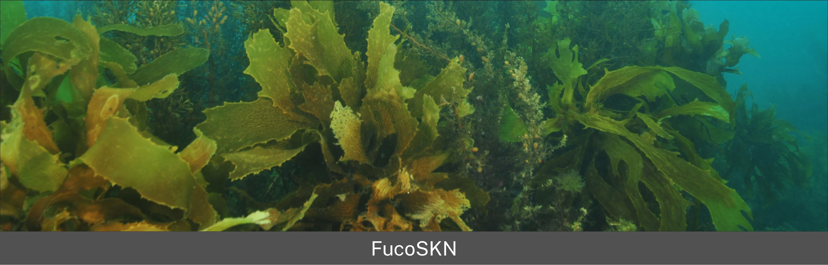 FucoSKN